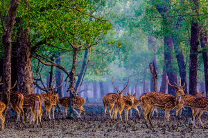 Sundarbans
